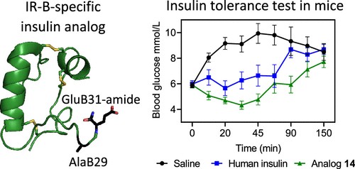 Insulin Analogues with Altered Insulin Receptor Isoform Binding Specificities and Enhanced Aggregation Stabilities