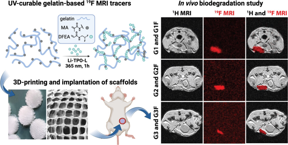 <sup>19</sup>F MRI <i>In Vivo</i> Monitoring of Gelatin-Based Hydrogels: 3D Scaffolds with Tunable Biodegradation toward Regenerative Medicine