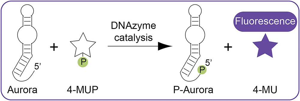 Aurora: a fluorescent deoxyribozyme for high-throughput screening