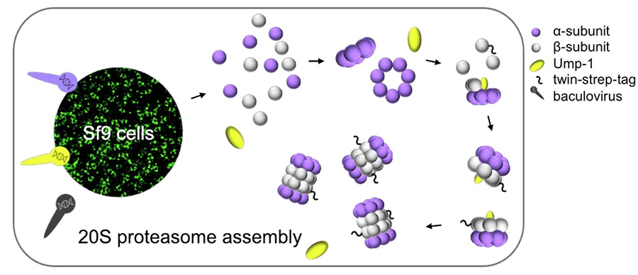 Structural elucidation of recombinant <i>Trichomonas vaginalis </i>20S proteasome bound to covalent inhibitors