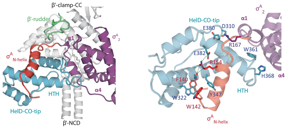 Mycobacterial HelD connects RNA polymerase recycling with transcription initiation