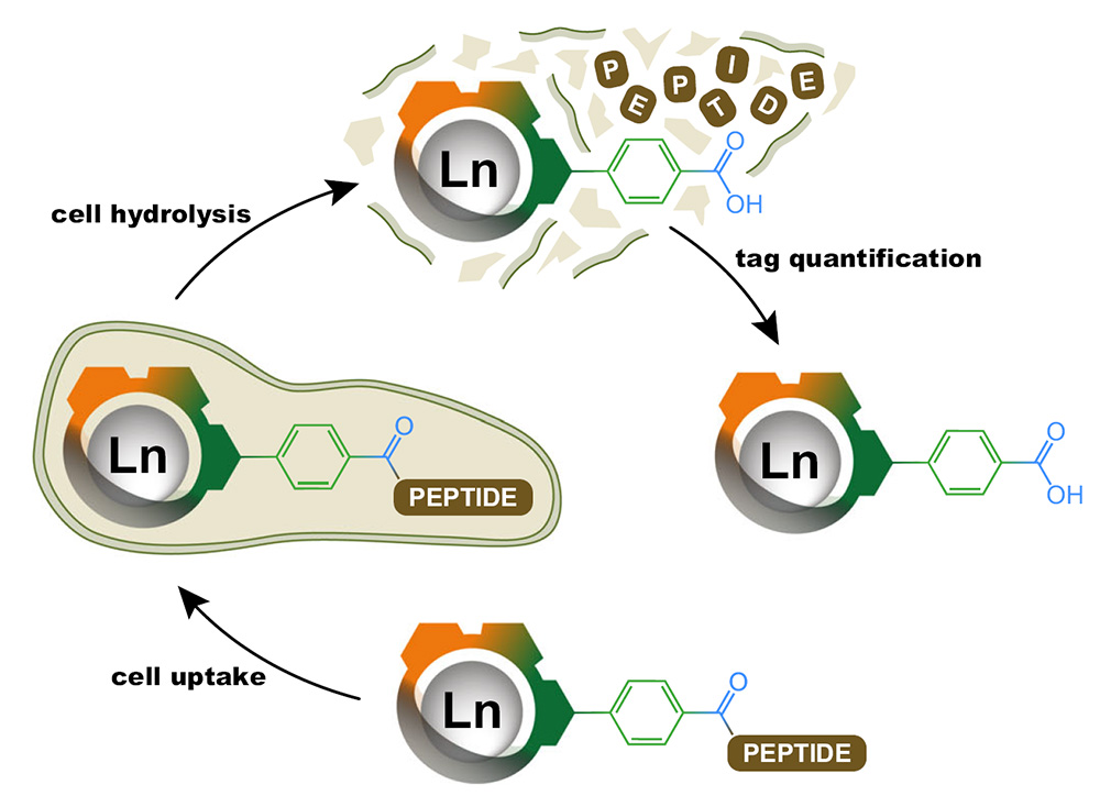 Ultra-inert lanthanide chelates as mass tags for multiplexed bioanalysis