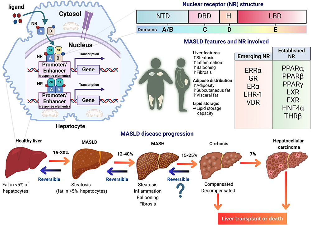 The hypolipidemic effect of MI-883, the combined CAR agonist/ PXR antagonist, in diet-induced hypercholesterolemia model