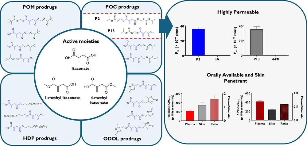 Discovery of Orally Available Prodrugs of Itaconate and Derivatives