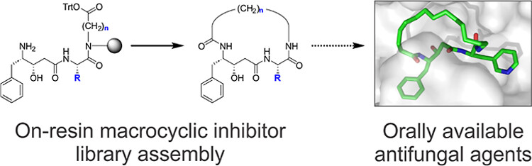 On-Resin Assembly of Macrocyclic Inhibitors of <i>Cryptococcus neoformans</i> May1: A Pathway to Potent Antifungal Agents