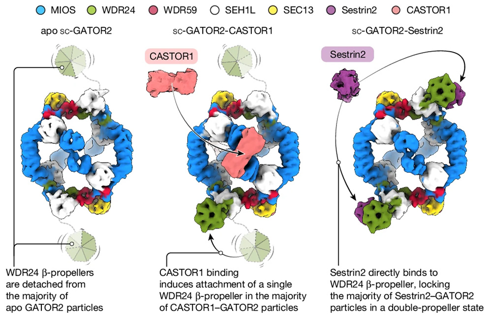 Structural basis for the dynamic regulation of mTORC1 by amino acids