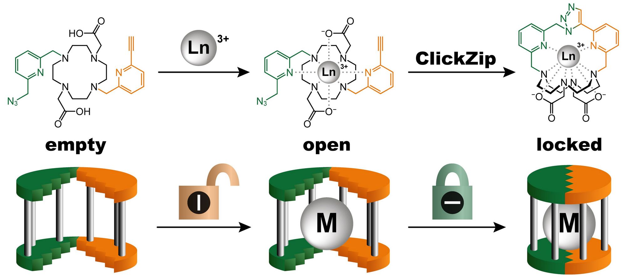 ClickZip functions as a molecular trap. The molecule is initially open (left image), allowing the metal ion (M) to easily enter (center iage). Then, through a chemical reaction, the only escape route is irreversibly sealed, and the metal is captured within an almost impenetrable cage-like structure (right image).