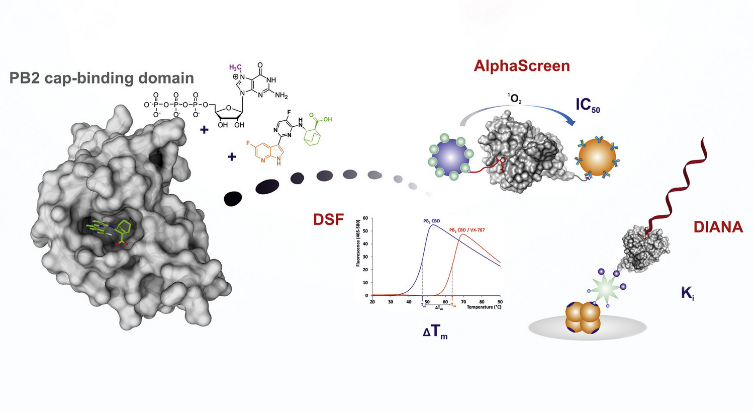 Novel assays for targeting influenza A polymerase subunit