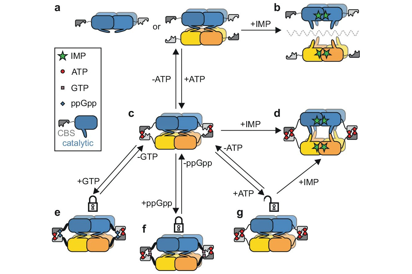 Insights into mycobacterial purine metabolism