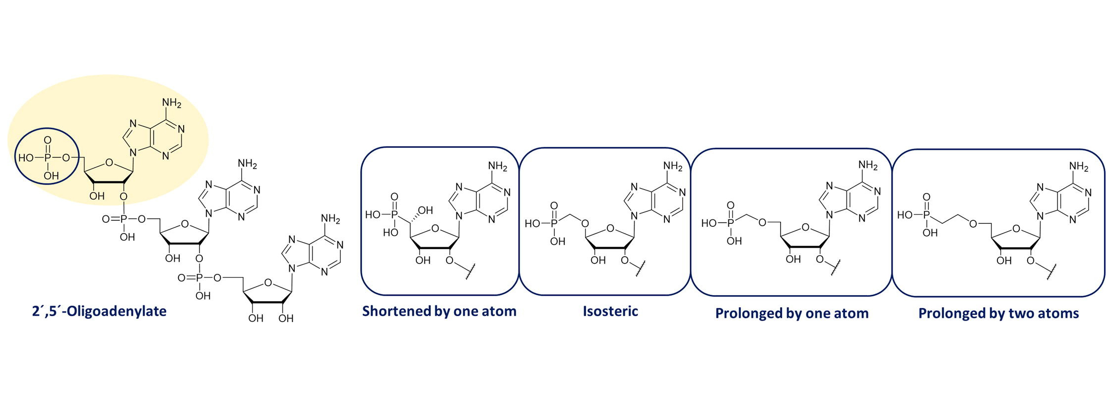 Novel activators of human RNAse L