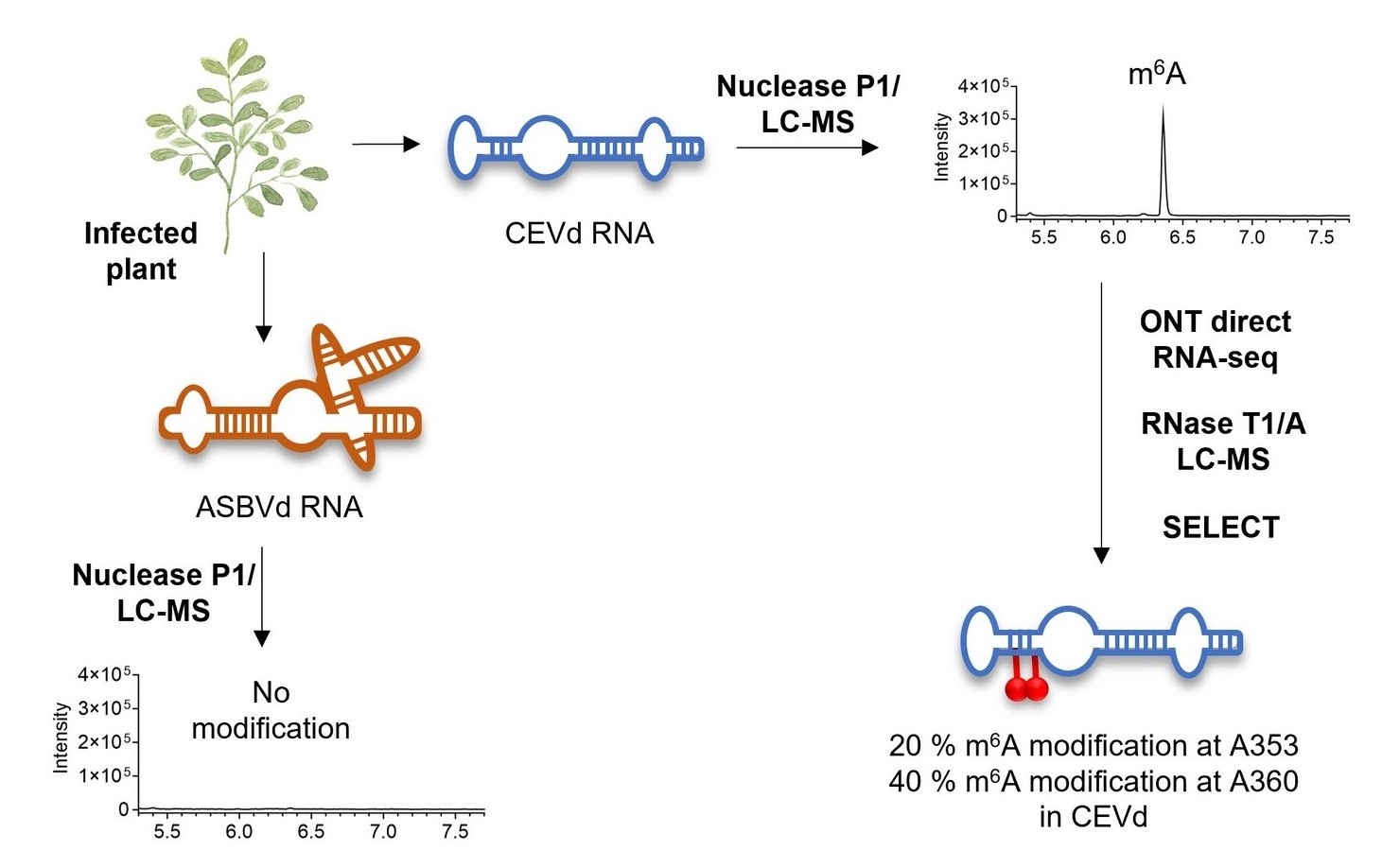 Exploring RNA modifications in viroids