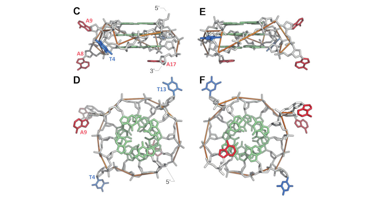 G-Quadruplexes Can Maintain Their Structure In The Gas, 47% OFF