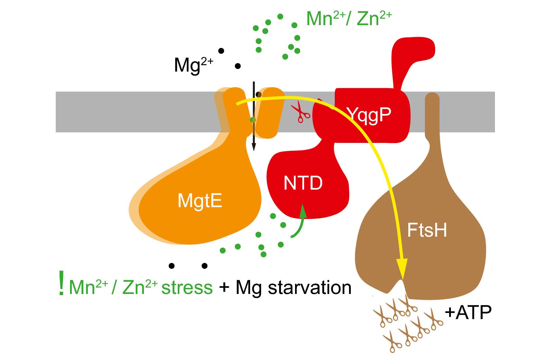 YqgP – detektor a proteolytický regulátor transportéru hořečnatých kationtů v bakterii Bacillus subtilis