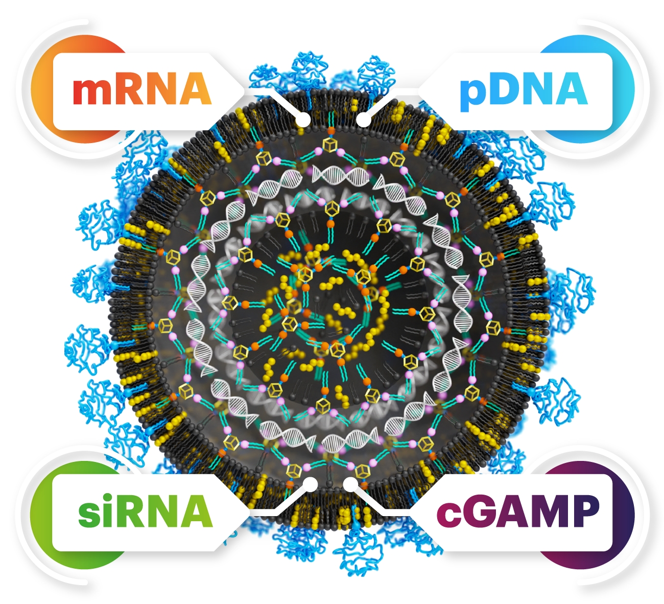 The versatility of the nanoparticles lies in the fact that they can work equally well for different nucleic acids. This can significantly accelerate drug development. (Graphics: Tomáš Belloň / IOCB Prague) 