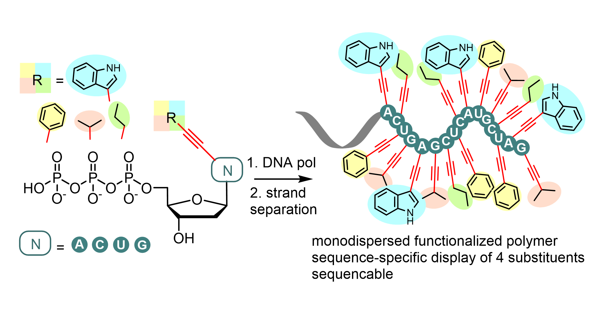 Enzymatic Synthesis Of Hypermodified DNA